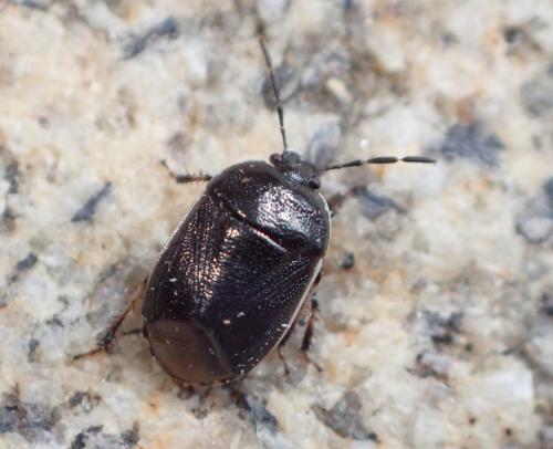 Réf. 239 772 : Adomerus maculipes